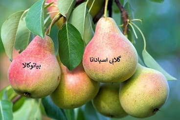 نهال نژادهای گلابی/گلابی اسپادانا